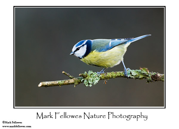Blue tit <em>Parus caeruleus</em>